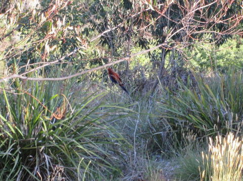 Wild Australian Wildlife 4WD Tour From Sydney - Darwin Holiday 23