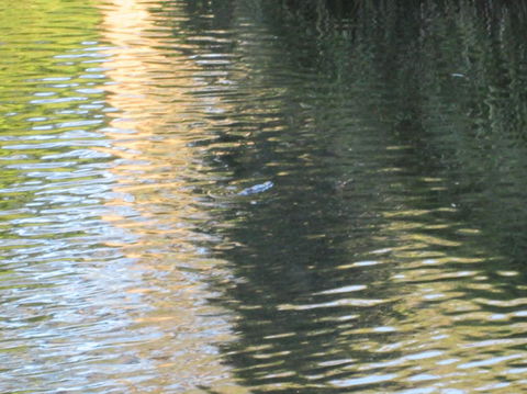 Wild Australian Wildlife 4WD Tour From Sydney - Darwin Holiday 20