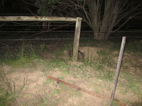Wild Australian Wildlife 4WD Tour From Sydney - Darwin Holiday 15