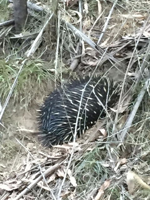Wild Australian Wildlife 4WD Tour From Sydney - Darwin Holiday 10