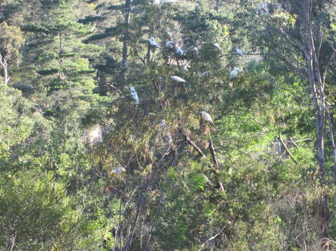 Wild Australian Wildlife 4WD Tour From Sydney - Darwin Holiday 24