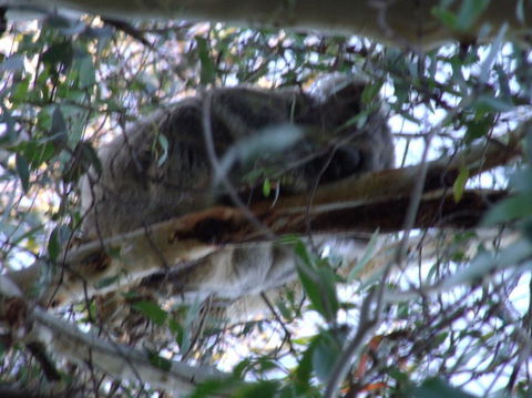 Wild Australian Wildlife 4WD Tour From Sydney - Darwin Holiday 8