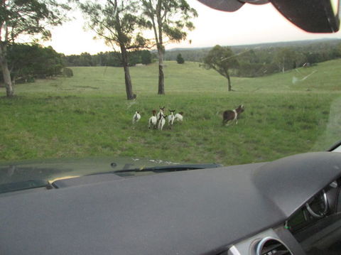 Wild Australian Wildlife 4WD Tour From Sydney - Darwin Holiday 16