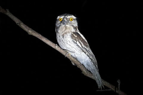 Wild Australian Wildlife 4WD Tour From Sydney - Darwin Holiday 34