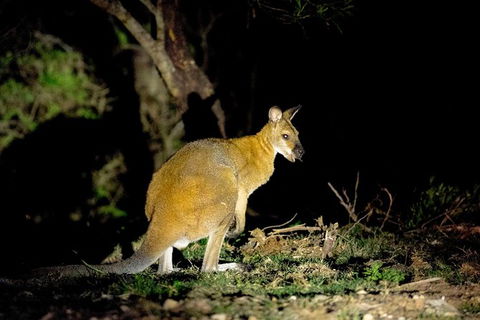 Wild Australian Wildlife 4WD Tour From Sydney - Darwin Holiday 35