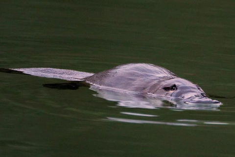 Wild Australian Wildlife 4WD Tour From Sydney - Darwin Holiday 30