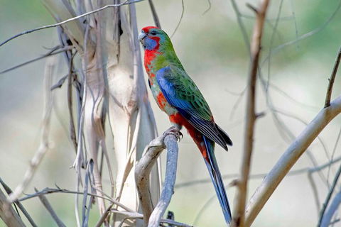 Wild Australian Wildlife 4WD Tour From Sydney - Darwin Holiday 32