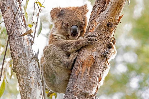 Wild Australian Wildlife 4WD Tour From Sydney - Darwin Holiday 28
