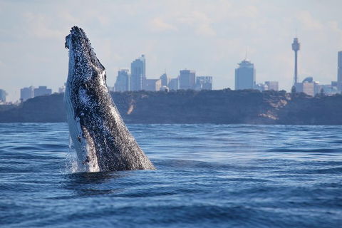 3 Hour Discovery Cruise Ultimate Whale Watching Experience - Darwin Holiday 1