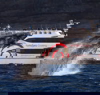 3 Hour Discovery Cruise Ultimate Whale Watching Experience - Darwin Holiday