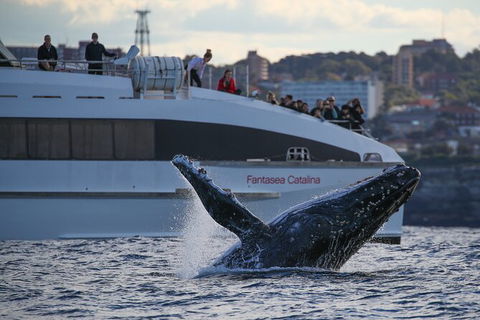 3 Hour Discovery Cruise Ultimate Whale Watching Experience - Darwin Holiday 4