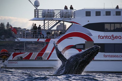 3 Hour Discovery Cruise Ultimate Whale Watching Experience - Darwin Holiday 7