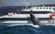 3 Hour Discovery Cruise Ultimate Whale Watching Experience - thumb 5
