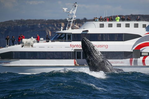 3 Hour Discovery Cruise Ultimate Whale Watching Experience - Darwin Holiday 5