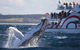 3 Hour Discovery Cruise Ultimate Whale Watching Experience - thumb 2