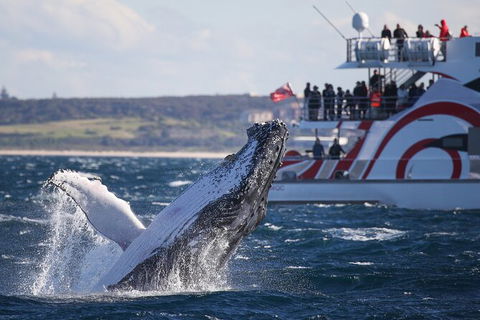 3 Hour Discovery Cruise Ultimate Whale Watching Experience - Darwin Holiday 2