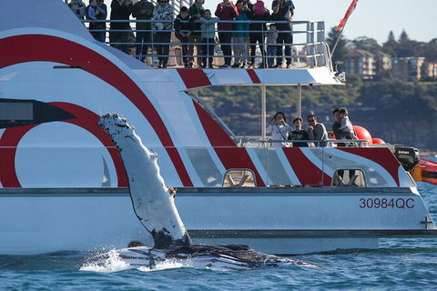 3 Hour Discovery Cruise Ultimate Whale Watching Experience - Darwin Holiday 3