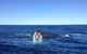 Private Whale Watching Tour Sydney - Luxury Yacht Up To 12 Guests - thumb 1