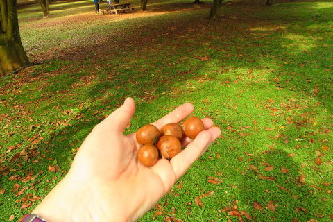 3-Hour Small-Group Byron Bay Tour - Darwin Holiday 12