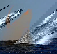 Sydney Whale-Watching Cruise Including Lunch or Breakfast - Darwin Holiday