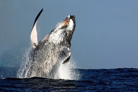 Sydney Whale-Watching Cruise Including Lunch Or Breakfast - Darwin Holiday 0