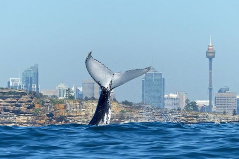 Sydney Whale-Watching Cruise Including Lunch Or Breakfast - Darwin Holiday 1