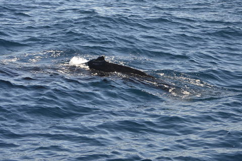 Sydney Whale-Watching Cruise Including Lunch Or Breakfast - Darwin Holiday 13