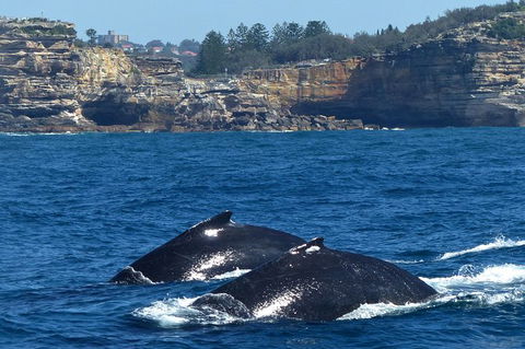 Sydney Whale-Watching Cruise Including Lunch Or Breakfast - Darwin Holiday 18