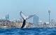 Sydney Whale-Watching Cruise Including Lunch Or Breakfast - thumb 25