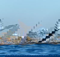 Small-Group Luxury Sydney Whale Watching Cruise - Darwin Holiday