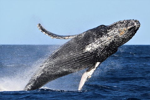Small-Group Luxury Sydney Whale Watching Cruise - Darwin Holiday 6