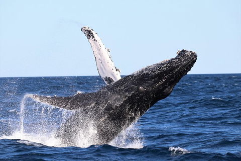 Small-Group Luxury Sydney Whale Watching Cruise - Darwin Holiday 7