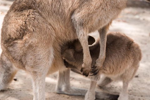 Hunter Valley Wine And Wildlife Reserve Tour From Sydney - Darwin Holiday 4