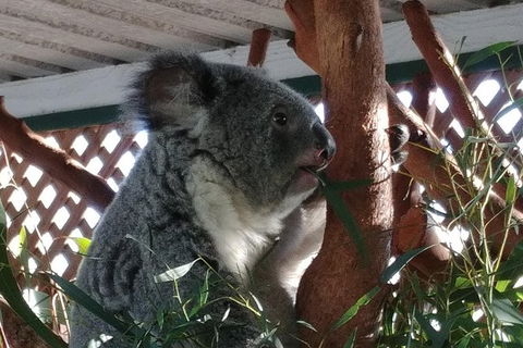 Small-Group Blue Mountains Day Trip From Sydney Including Featherdale Wildlife Park, Wentworth Falls, And Leura Cascades - Darwin Holiday 1