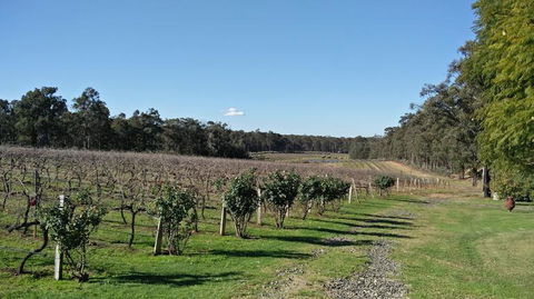 Hunter Valley Wine And Wildlife Tour From Sydney With Walkabout Wildlife Park - Darwin Holiday 5