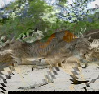 Visit Walkabout Wildlife Sanctuary - Darwin Holiday