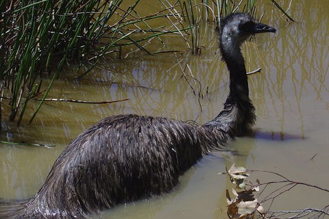Visit Walkabout Wildlife Sanctuary - Darwin Holiday 3