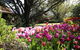 Spring Gardens In The Blue Mountains Private Tour Limited Time Only - thumb 0