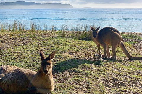 5 Day Murramarang Coast Journey From Sydney - Guided Hike With Villa Accom - Darwin Holiday 6