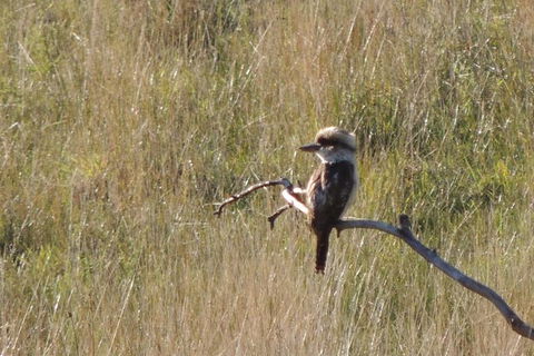 Private Blue Mountains Insider Tour From Sydney - Darwin Holiday 23