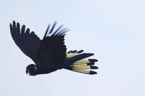 Private Blue Mountains Insider Tour From Sydney - Darwin Holiday 16