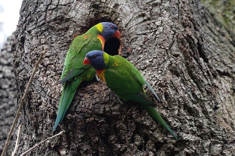 Private Blue Mountains Insider Tour From Sydney - Darwin Holiday 8