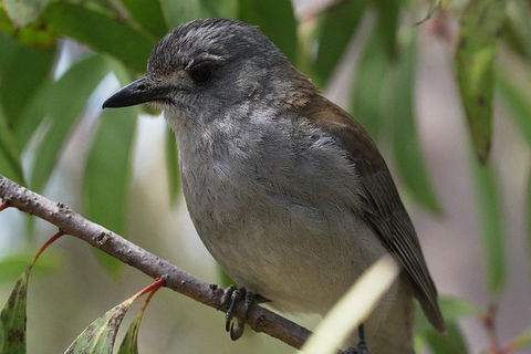 Private Blue Mountains Insider Tour From Sydney - Darwin Holiday 4