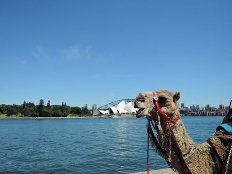 Opera On Sydney Harbour: La Traviata - Darwin Holiday 11