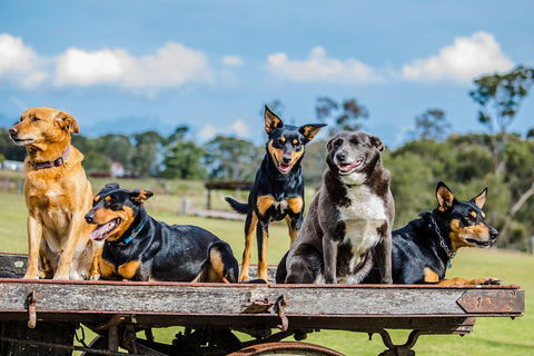 Private Tobruk Sheep Station Day Tour From Sydney Including BBQ Lunch - Darwin Holiday 4