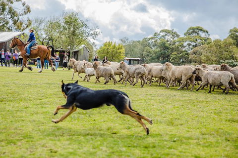 Private Tobruk Sheep Station Day Tour From Sydney Including BBQ Lunch - Darwin Holiday 9