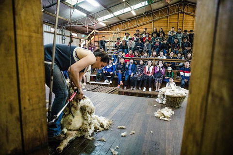 Private Tobruk Sheep Station Day Tour From Sydney Including BBQ Lunch - Darwin Holiday 3