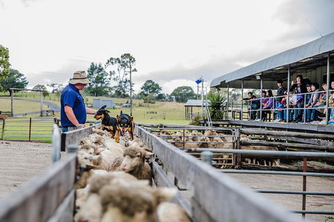 Private Tobruk Sheep Station Day Tour From Sydney Including BBQ Lunch - Darwin Holiday 7