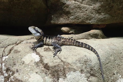 Full Day Sub-Tropical Rainforest Canyoning Adventure From Sydney - Darwin Holiday 6