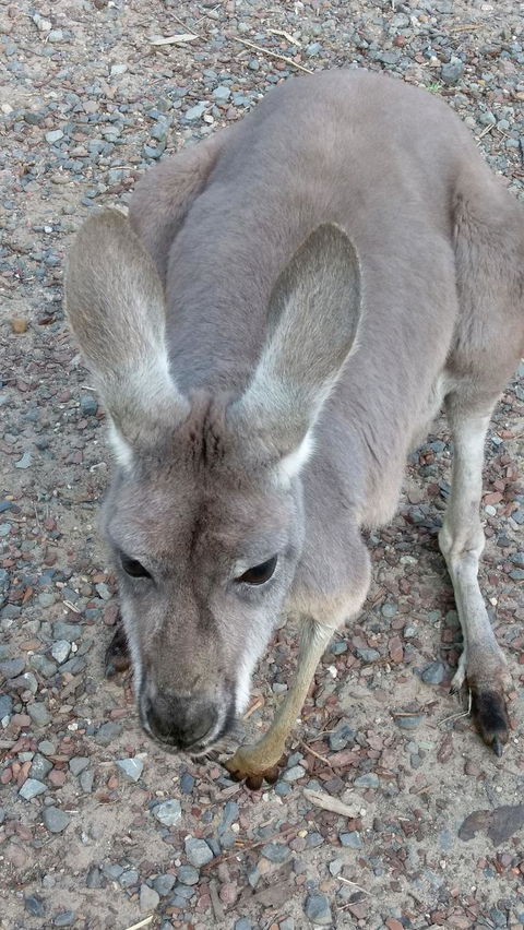 Small Group All Inclusive Hunter Valley Wine Tasting Tour From Sydney - Darwin Holiday 6